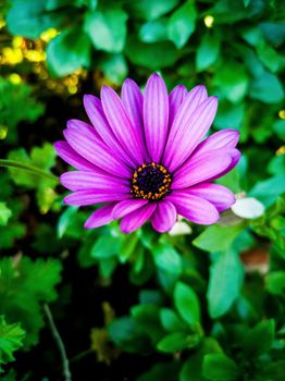 Purple daisy with purple and yellow center and green leaves background