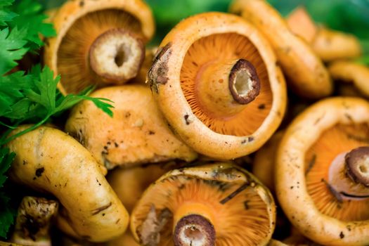 Fresh forest milk mushrooms on the shelves of a farmer market. Bloody milk cap (Lactarius sanguifluus) mushrooms, famous mushrooms from the south of Europe, forest products.