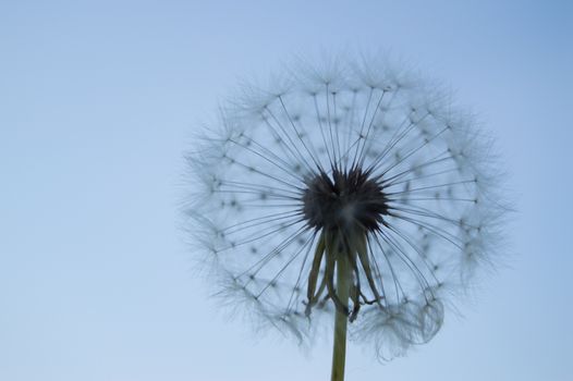 White fluffy dandelion on a background of blue sky.