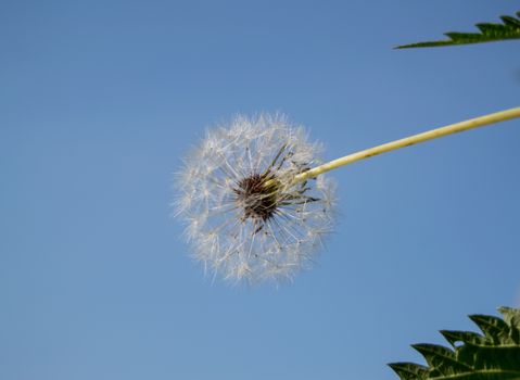 White fluffy dandelion on a background of blue sky.