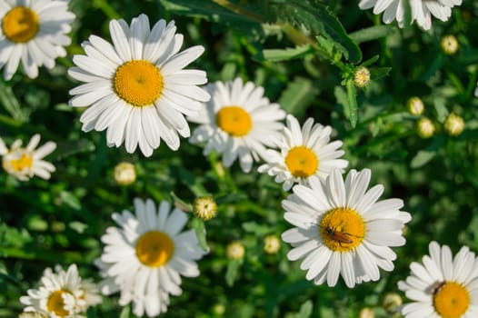 Chamomile flowers on a field, a meadow in summer Park