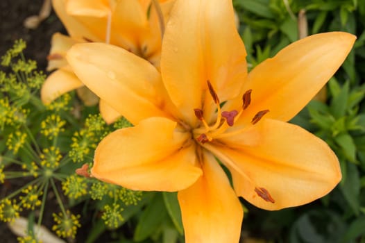 Beautiful yellow lilies blooming in the garden, summer background.