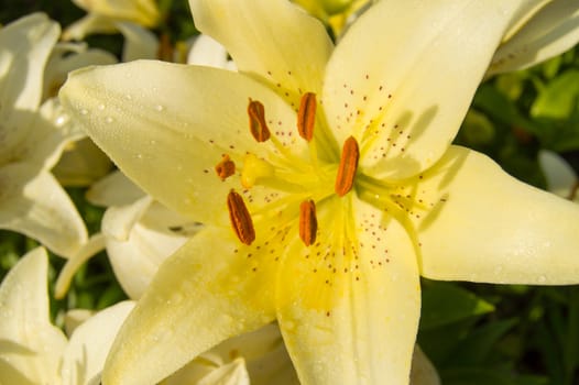 Beautiful yellow lilies blooming in the garden, summer background.