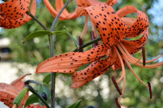 Beautiful tiger lilies blooming in the garden on blue sky background, bottom view.