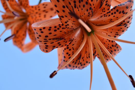 Beautiful tiger lilies blooming in the garden on blue sky background, bottom view.