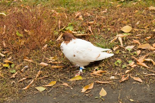 Ringed white dove sitting on the grass in autumn Park.
