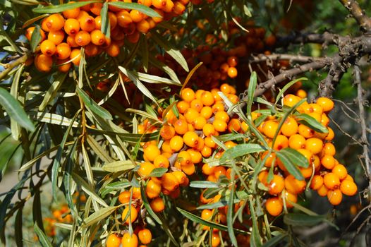 Branch of ripe orange sea-buckthorn berries, the concept of healthy food.