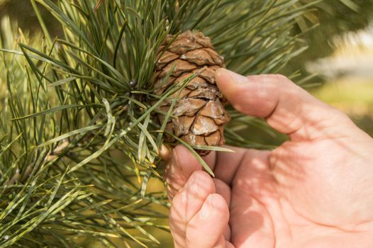 Men hand tear the cone of a pine, pine with green pine branches of the tree the concept of Christmas, holiday and new year