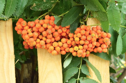 Red clusters of Rowan branch in the autumn garden.