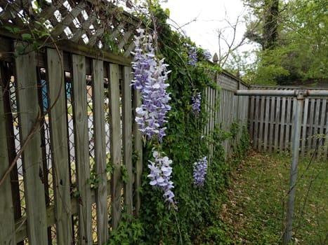 purple flower vine plant weed and green leaves growing on wood fence