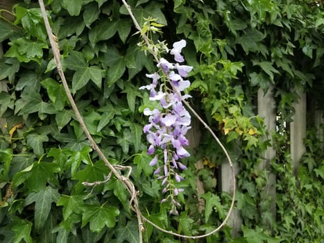 purple flower vine plant weed and green leaves growing on wood fence