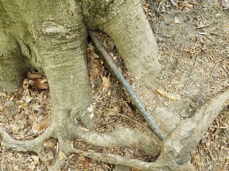 tree roots and trunk and bark and metal bar and dirt