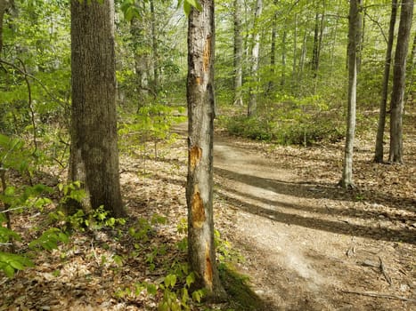 damaged tree trunk and bark with trail in forest or woods