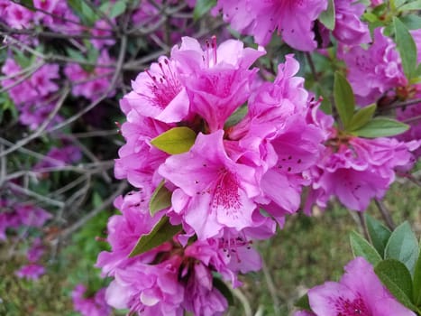 pink flower petals blooming on azalea bush with green leaves