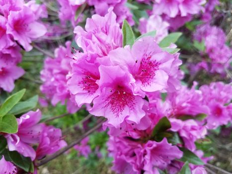 pink flower petals blooming on azalea bush with green leaves