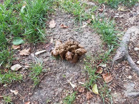 brown animal feces or dung or poop and dirt and grass