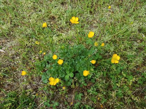 green weed with yellow flowers and green grass or lawn