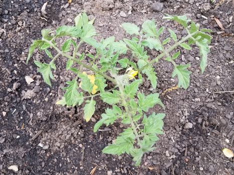 green and yellow tomato plant in brown soil or dirt in garden
