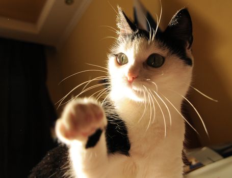 Cute white black cat playing and holds out his paw.