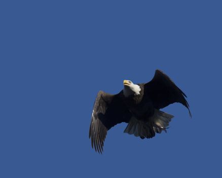 Bald eagle flies overhead clutching a fish.