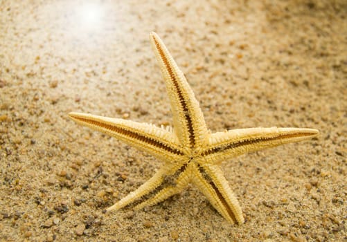 concept of beach vacations and travel. Starfish on sandy beach.