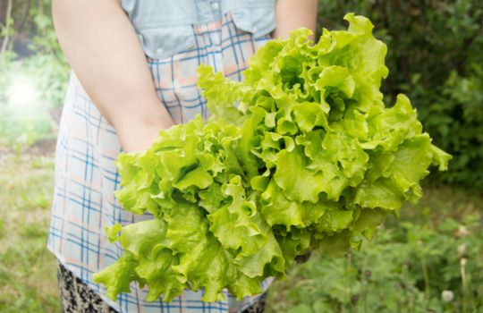 woman holding fresh lettuce leaves, standing in vegetable garden