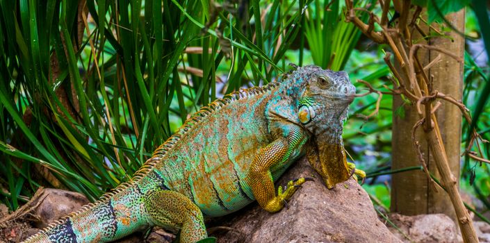 colorful iguana in closeup, tropical lizard from America, popular pet in herpetoculture