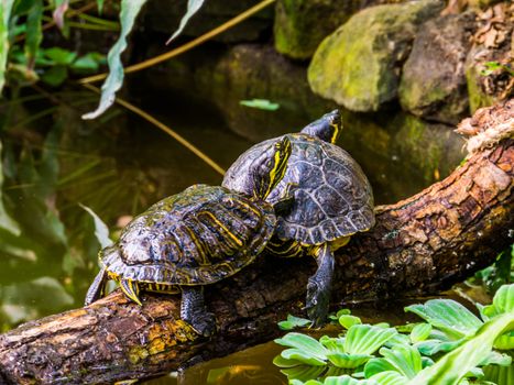 yellow bellied slider turtle couple at the water, popular tropical pets from America