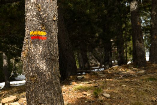 Yellow and red hiking mark on a pine tree bark
