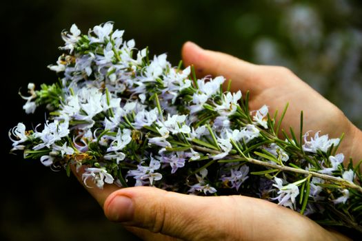 two hands holding a bunch of blossomy rosemary