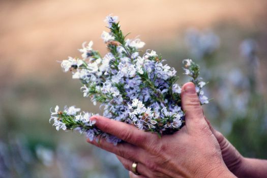 two hands holding a bunch of blossomy rosemary