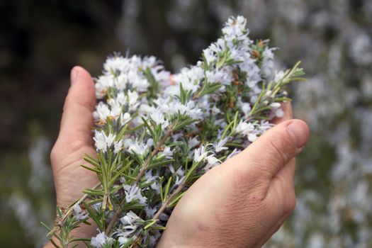 two hands holding a bunch of blossomy rosemary