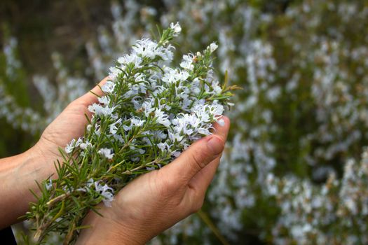 two hands holding a sprig of fresh flowered rosemary