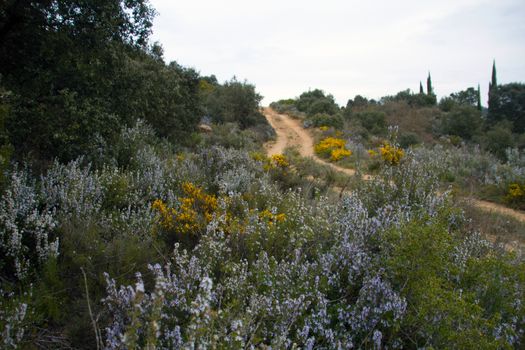Path lined with rosemary fields