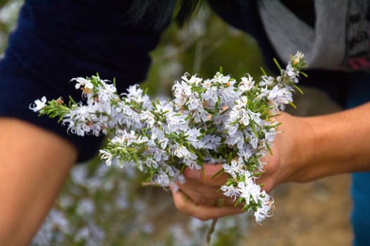 Woman holding a rosemary bunch