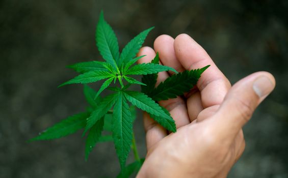 Hand holding marijuana leafs  ( Cannabis sativa indica )