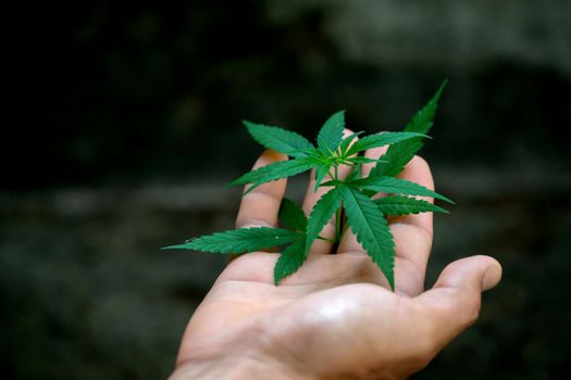 Hand holding marijuana leafs  ( Cannabis sativa indica )