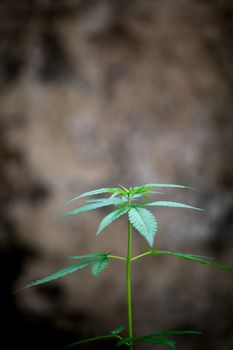 Marijuana leaves ( Cannabis sativa indica )