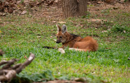 Maned wolf ( Chrysocyon brachyurus ) in zoo