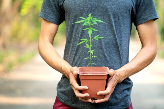 Hand holding marijuana in pod  ( Cannabis sativa indica )