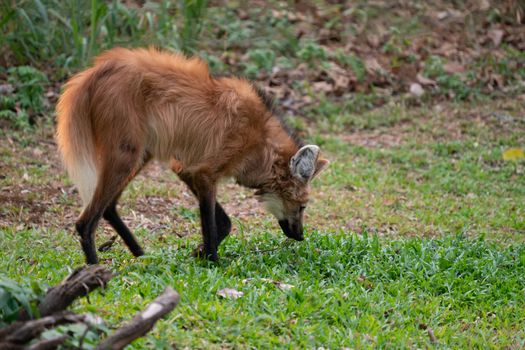 Maned wolf ( Chrysocyon brachyurus ) in zoo