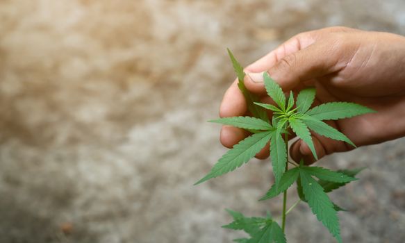 Hand holding marijuana leafs  ( Cannabis sativa indica )