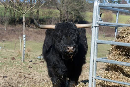 Portrait of a red Scottish highland cattle, sticking out his tongue, cow with long wavy hair and long horns