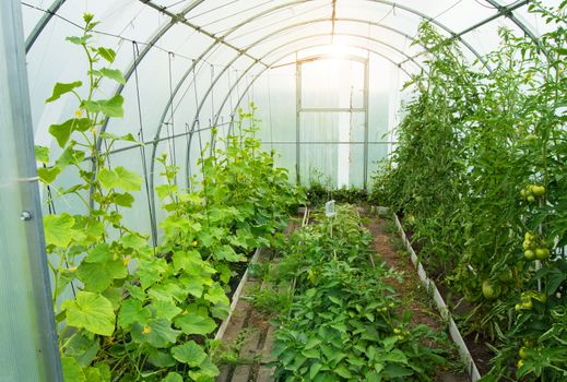 Cucumbers and tomatoes grow in a modern polycarbonate greenhouse solar arc, sunlight through transparent walls, the concept of growing crops in a closed ground