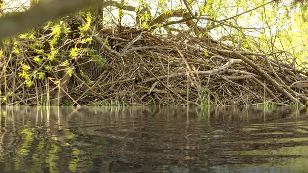 Beaver Castle - National Park on the Elbe in Germany