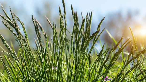 Flowering grass in detail - Allergens - Allergy