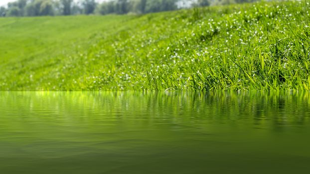 Grass on the dike on the Elbe in Germany