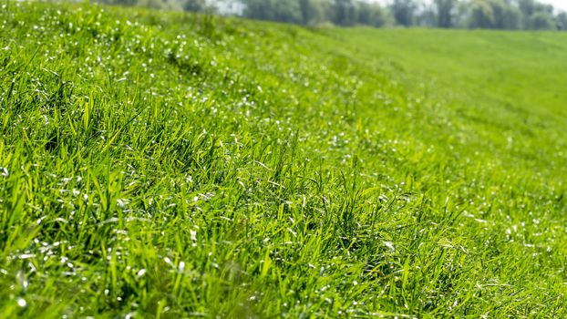 Grass on the dike on the Elbe in Germany