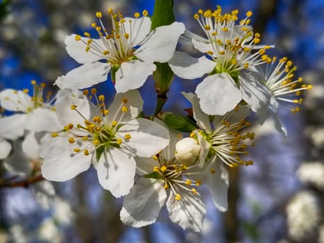 apple blossom white flowers and blue sky spring background.