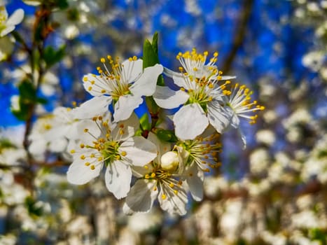 apple blossom white flowers and blue sky spring background.